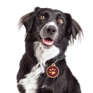 Polished gold pet ID tag with red glitter and paw print on a dog collar