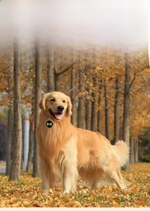 Golden pet ID tag with bone pattern shown on a dog in an autumn forest setting