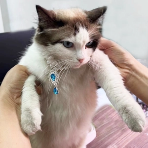 Close-up of white pearl pet collar with blue teardrop gemstone pendant on a cat