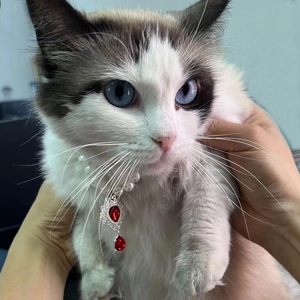 Elegant double-layered pearl cat necklace with a red teardrop gemstone pendant for Ragdoll cats