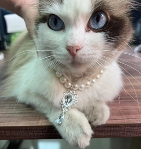 Close-up of a luxury pearl pet collar with a crystal teardrop pendant on a cat