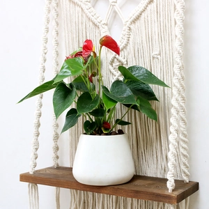 Bohemian woven macrame wall shelf with dark wood board and decorative potted plant