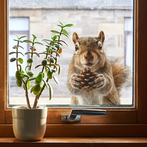 Cute squirrel wall sticker holding pine cone looking through window next to jade plant