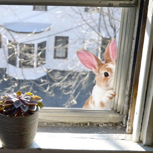 Niedlicher realistischer Hasenwandaufkleber für Ostern und Schlafzimmerdekoration