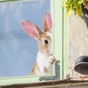 Niedlicher spähender Osterhase Wandaufkleber auf grünem Fensterrahmen für Schlafzimmer Deko