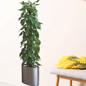 Modern potted green plant with lush leaves and silver metallic cylindrical flower pot