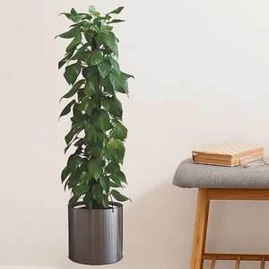 Modern potted artificial green climbing plant in a brushed silver floor planter
