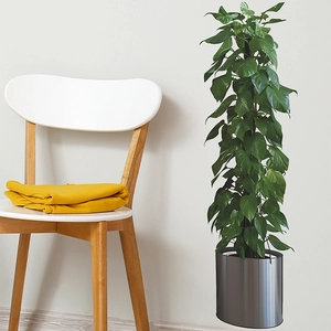 Tall artificial green plant in silver metal pot for home and living room decoration