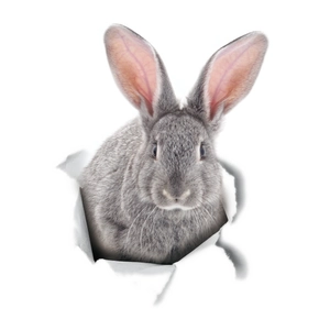 Détail d'un sticker mural lapin gris 3D avec effet papier déchiré créatif sur fond blanc