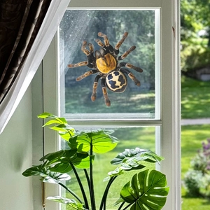 Realistic large spider window sticker with yellow markings for Halloween home decoration