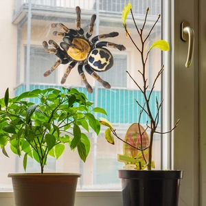 Realistic large spider window sticker with yellow and black patterns for home wall decor