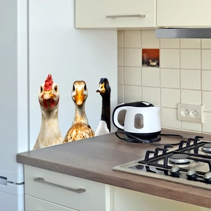 Cartoon animal wall stickers featuring realistic rooster duck and goose on fridge