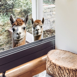 Adhesive wall decals featuring realistic alpaca motifs for cozy home interior decoration