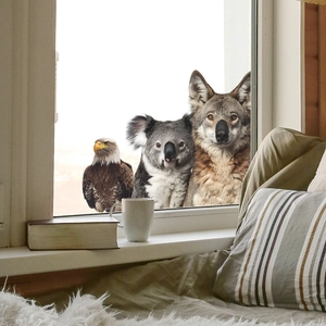 Self-adhesive animal wall stickers featuring eagle, koala and wolf looking through window