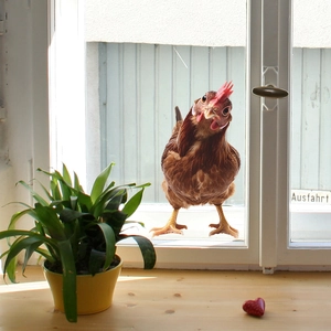 3D Realistic Rooster Window Sticker PVC Removable Animal Pattern Wall Decal For Home Kitchen Glass Surface Decor