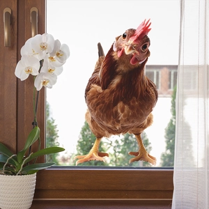 Self-adhesive 3D peeking rooster wall sticker for home decor with realistic feather texture