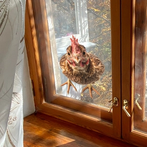 Vivid 3D rooster window sticker on wooden frame with realistic fall foliage background