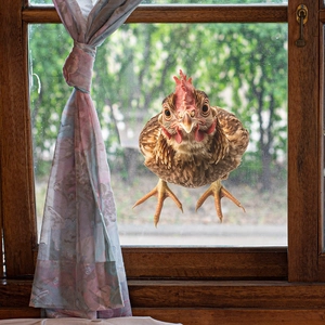 3D realistic brown rooster wall sticker with vivid feathers for home glass window decor