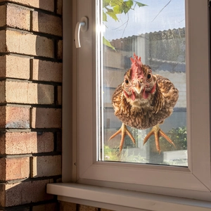 3D realistic peeking rooster wall sticker for home decoration on window and glass surfaces