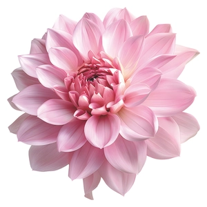 Detail of pink dahlia wall sticker with realistic gradient petals on white background