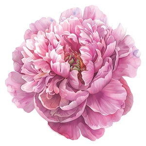 Detailed watercolor pink peony wall decal sticker with delicate petal layers on white background