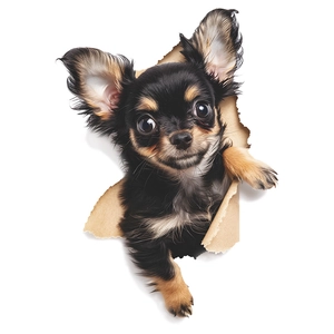 3D wall sticker featuring a cute long-haired Chihuahua puppy peeking through a torn paper hole