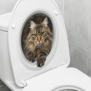 Realistic 3D cat sticker on white toilet lid showing a cute kitten peeking through a hole