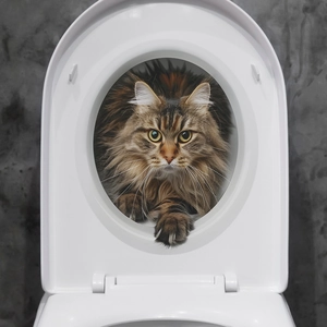 Funny 3D ginger cat wall sticker on a minimalist white U-shaped toilet seat lid