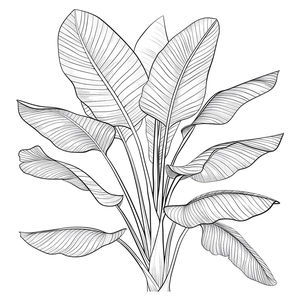 Sticker mural minimaliste avec motif de feuilles de bananier en trait pour la chambre