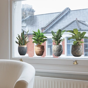 Détail de quatre autocollants statiques pour fenêtres avec plantes vertes sur vitre