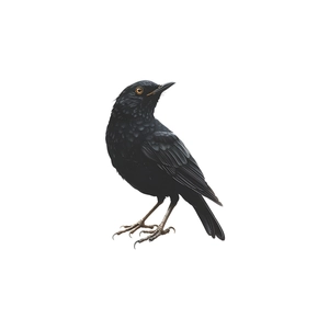 Realistic black bird window static cling sticker for home glass decoration
