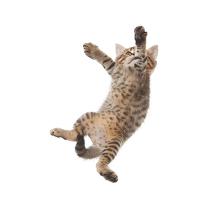 Funny playful tabby cat wall sticker for light switch decor in minimalist white style