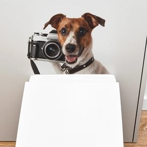 Close-up of a cute Jack Russell Terrier wall sticker holding a vintage SLR camera
