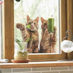 Funny self-adhesive wall sticker featuring two ginger cats with green juice for home decor
