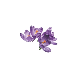 Macro detail of purple crocus wall stickers featuring petals and yellow stamens