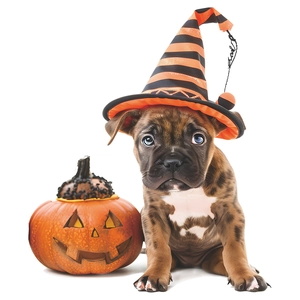 Close-up of a small puppy wearing a black and orange striped Halloween wizard hat next to a pumpkin
