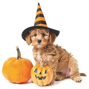 Detail of a brown puppy wearing a striped Halloween wizard hat with pumpkins on white background