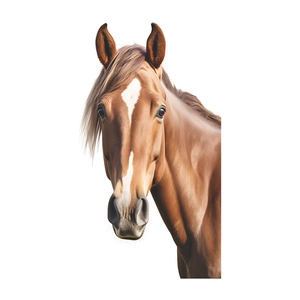 Sticker mural tête de cheval marron avec bande blanche sur un fond blanc pur