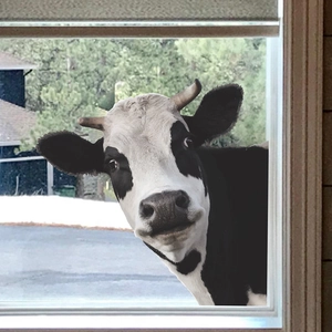 Self-adhesive cartoon cow wall sticker showing a realistic cow peeking through a window