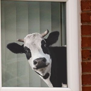 Creative cartoon cow wall sticker showing a realistic black and white cow peeking into a room