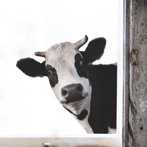 Funny cartoon cow wall decal sticker with realistic head popping out for kids room decor