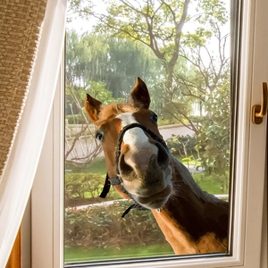 Self-adhesive brown horse window sticker with realistic animal design for home glass decor