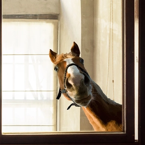Peeking Horse Window Sticker Funny Animal Head Wall Decal Waterproof Removable PVC Art Poster For Bedroom Home Decoration