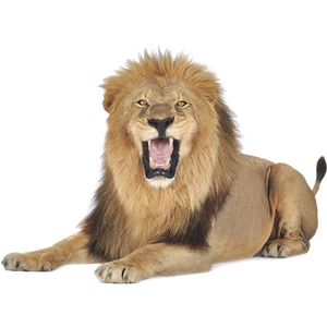 Sticker mural autocollant représentant un lion puissant rugissant pour le décor