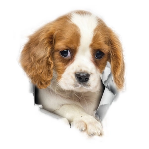 Détail d'un sticker 3D chiot Cavalier King Charles Spaniel avec effet de papier déchiré
