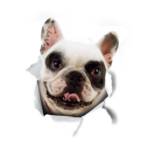 Adesivo 3D realistico Bulldog Francese con lingua fuori ed effetto carta strappata