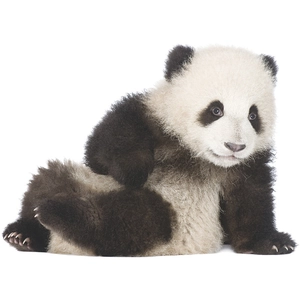 Self-adhesive panda wall decal for kids' bedroom featuring cute furry texture
