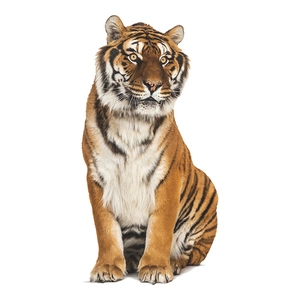 Sticker mural tigre réaliste pour chambre d'enfant avec support décoratif auto-adhésif