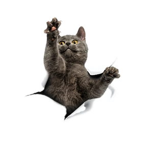 3D realistic gray British Shorthair cat peeking through a torn white paper wall sticker
