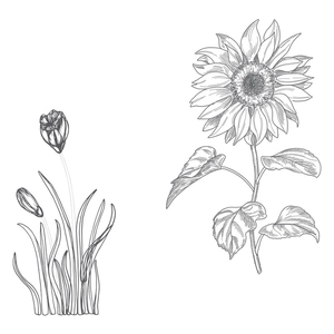 Close-up of minimalist black and white sunflower and floral sketch wall decals
